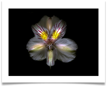 Alstroemeria - Kevin Shade
